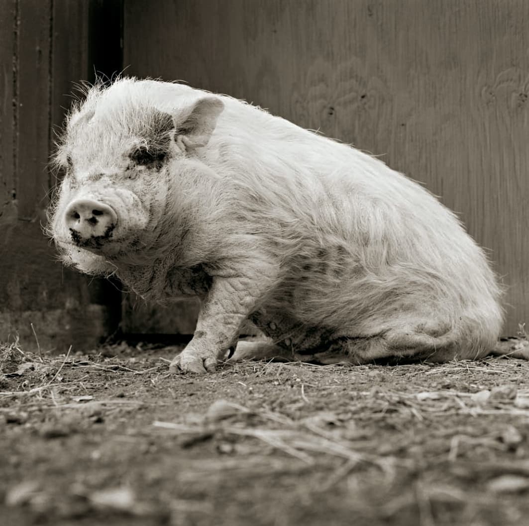 Allowed to Grow Old: Portraits of Elderly Animals from Farm Sanctuaries